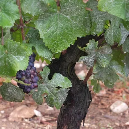 Charming Flat In Historical Centre Dijon