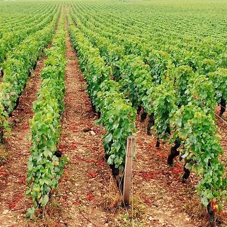 Charming Flat In Historical Centre Dijon