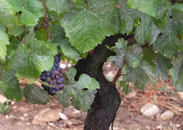 Charming Flat In Historical Centre Ντιζόν