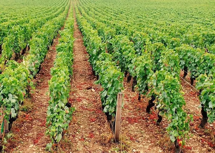 Charming Flat In Historical Centre Dijon